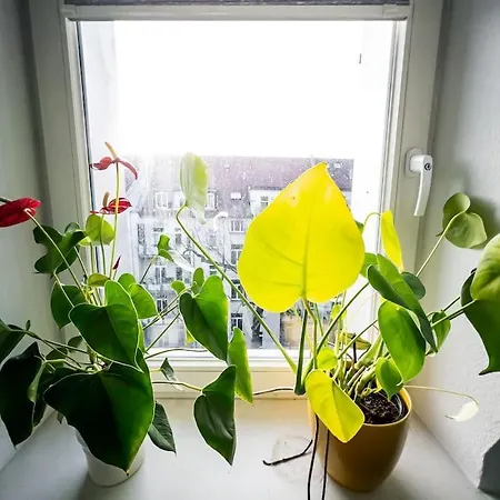 Charmante Wohnung Mit Terrasse Im Herzen Von Leipzig * Lipcse